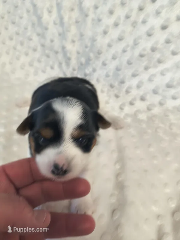 Yorkie parti – Yorkshire Terrier puppy for sale in Fort Myers, FL