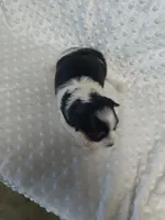 Yorkie parti, a male Yorkshire Terrier for sale in Fort Myers, FL – Photo 2 of 2