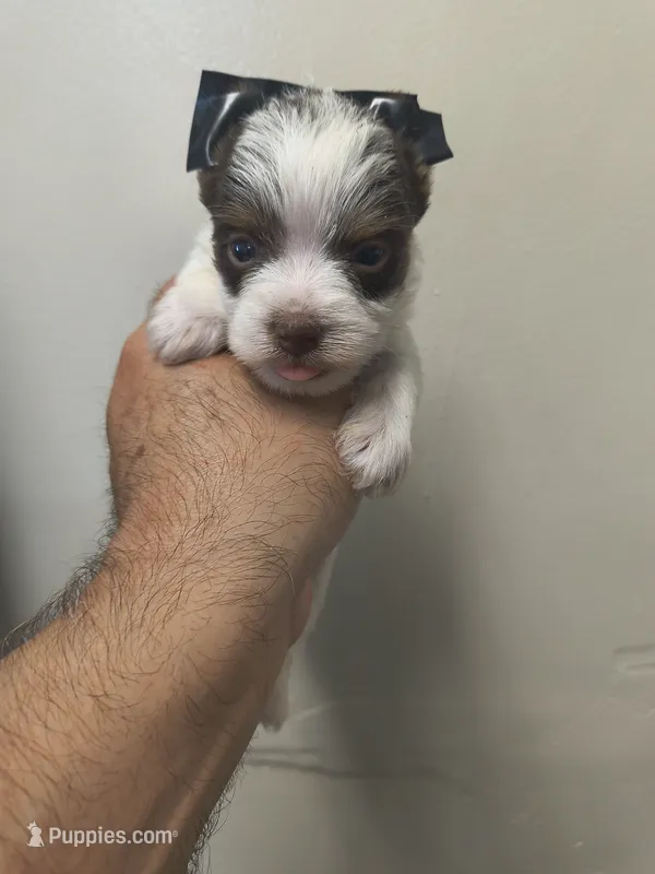 Tcup Yorkie  – Yorkshire Terrier puppy for sale in Fort Myers, FL