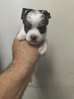 Tcup Yorkie , a male Yorkshire Terrier for sale in Fort Myers, FL – 1 of 2