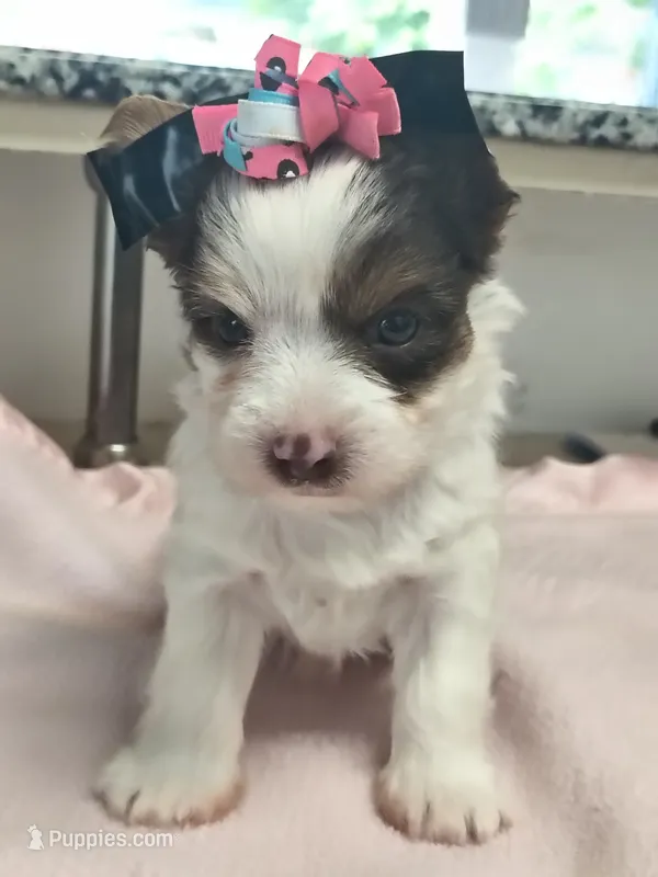 Yorkie female  – Yorkshire Terrier puppy for sale in Fort Myers, FL
