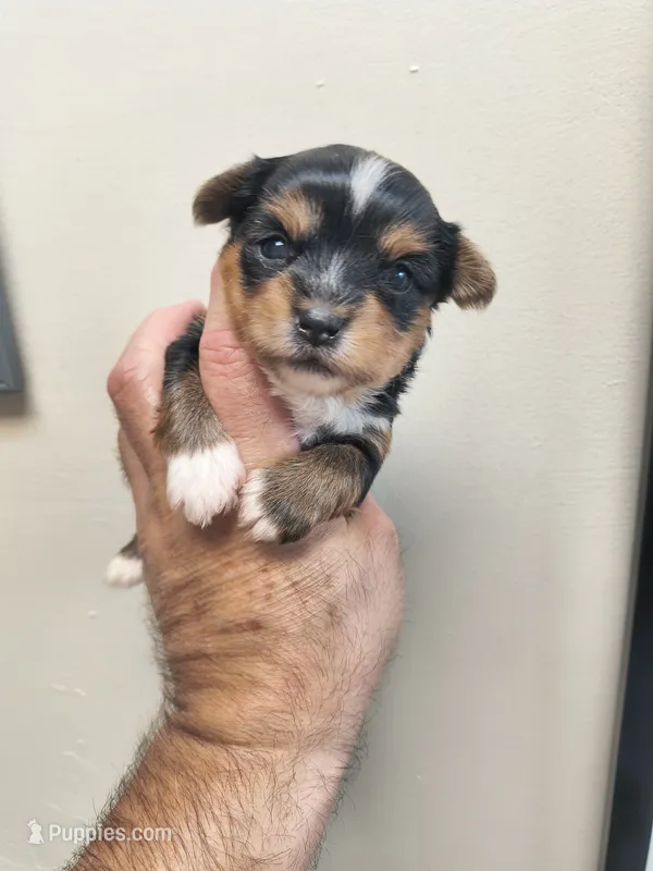 Yorkie parti – Yorkshire Terrier puppy for sale in Fort Myers, FL