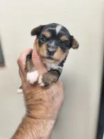 Yorkie parti, a male Yorkshire Terrier for sale in Fort Myers, FL – 1 of 3