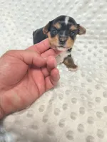 Yorkie parti, a male Yorkshire Terrier for sale in Fort Myers, FL – 3 of 3