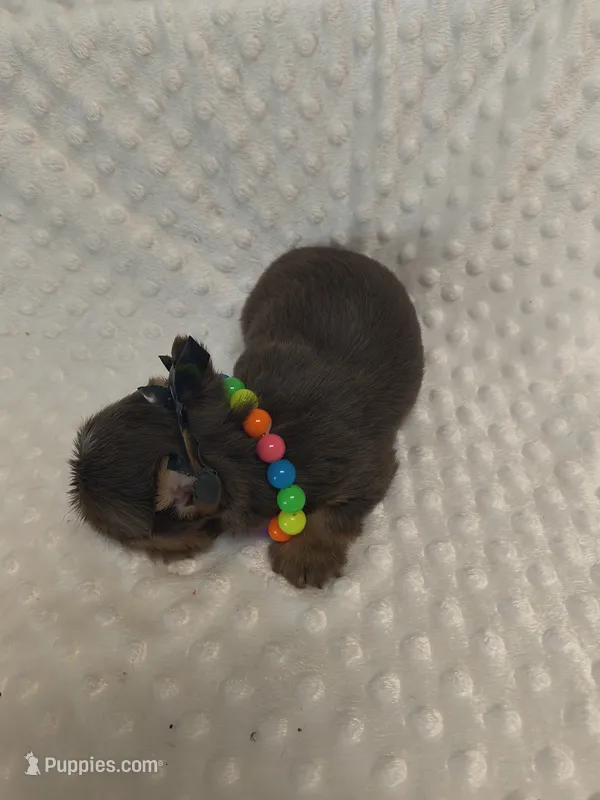 Yorkie chocolate  – Yorkshire Terrier puppy for sale in Fort Myers, FL