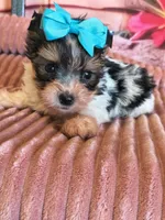 Yorkie small, a male Yorkshire Terrier for sale in Fort Myers, FL – 3 of 3