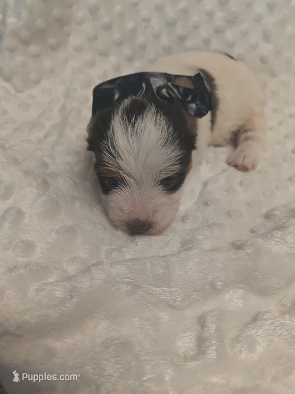 Yorkie female  – Yorkshire Terrier puppy for sale in Fort Myers, FL