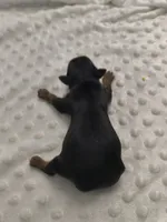 Yorkie , a male Yorkshire Terrier for sale in Fort Myers, FL – Photo 1 of 2