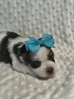 Yorkie parti, a male Yorkshire Terrier for sale in Fort Myers, FL – 1 of 2
