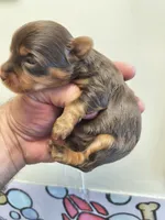 Tcup Yorkie female , a female Yorkshire Terrier for sale in Fort Myers, FL – Photo 3 of 3