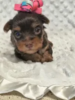 Tcup Yorkie female , a female Yorkshire Terrier for sale in Fort Myers, FL – Photo 2 of 3