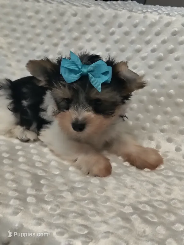 Yorkie  – Yorkshire Terrier puppy for sale in Fort Myers, FL