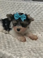 Yorkie , a male Yorkshire Terrier for sale in Fort Myers, FL – 1 of 3