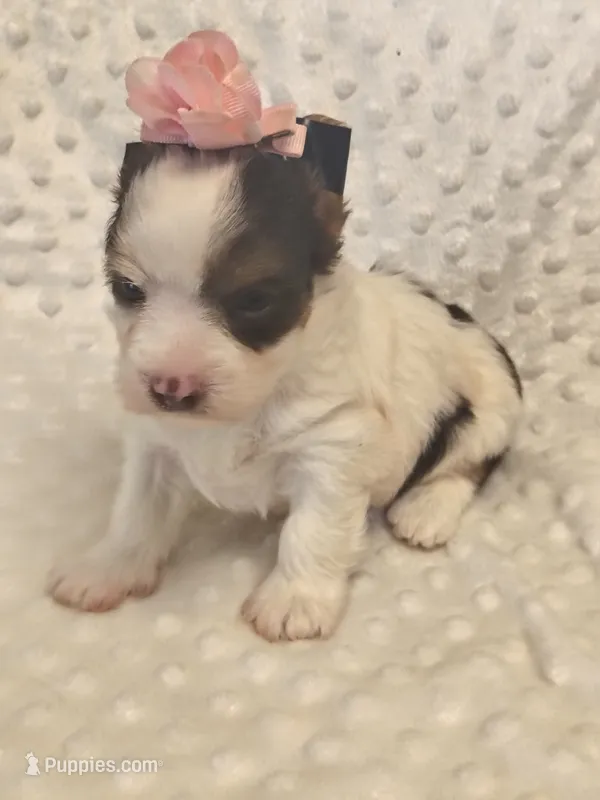 Yorkie female  – Yorkshire Terrier puppy for sale in Fort Myers, FL