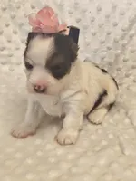 Yorkie female , a female Yorkshire Terrier for sale in Fort Myers, FL – 1 of 3
