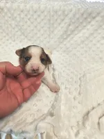 Yorkie chocoberry , a male Yorkshire Terrier for sale in Fort Myers, FL – 4 of 4