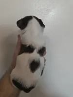 Yorkie male, a male Yorkshire Terrier for sale in Fort Myers, FL – Photo 1 of 2