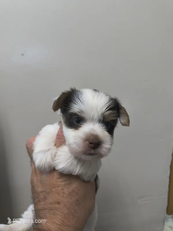 Yorkie biro  – Yorkshire Terrier puppy for sale in Fort Myers, FL