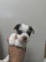 Yorkie biro , a male Yorkshire Terrier for sale in Fort Myers, FL – 1 of 2