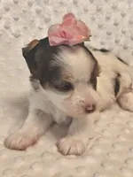 Yorkie female , a female Yorkshire Terrier for sale in Fort Myers, FL – 2 of 3