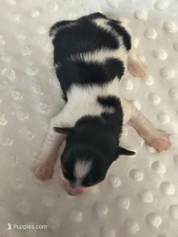 Yorkie parti – Yorkshire Terrier puppy for sale in Fort Myers, FL