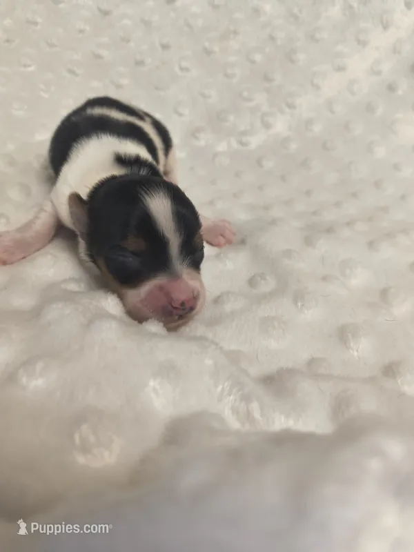 Yorkie parti – Yorkshire Terrier puppy for sale in Fort Myers, FL