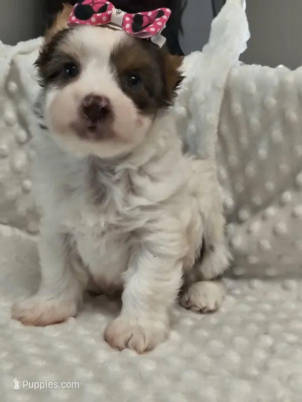 Yorkie female  – Yorkshire Terrier puppy for sale in Fort Myers, FL