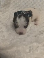 Yorkie biro female , a female Yorkshire Terrier for sale in Fort Myers, FL – 2 of 3