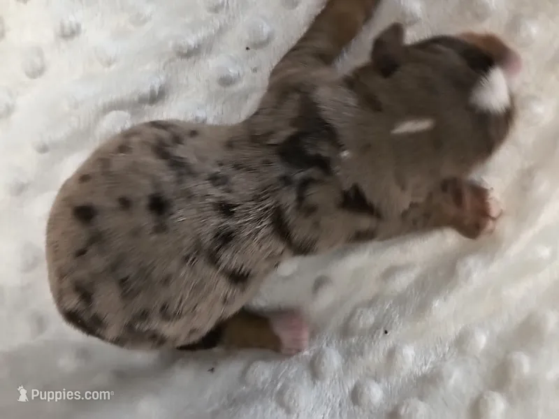 Yorkie  blue merle – Yorkshire Terrier puppy for sale in Fort Myers, FL