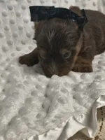 Yorkie chocolate , a male Yorkshire Terrier for sale in Fort Myers, FL – 3 of 3