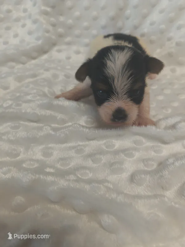 Yorkie female  – Yorkshire Terrier puppy for sale in Fort Myers, FL
