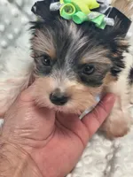 Yorkie parti, a male Yorkshire Terrier for sale in Fort Myers, FL – 2 of 4