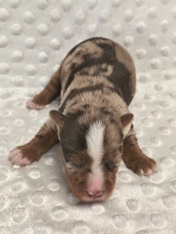 Yorkie exotic chocolate merle  – Yorkshire Terrier puppy for sale in Fort Myers, FL
