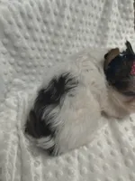 Yorkie female , a female Yorkshire Terrier for sale in Fort Myers, FL – 1 of 3