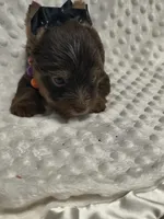 Yorkie chocolate , a male Yorkshire Terrier for sale in Fort Myers, FL – 2 of 3