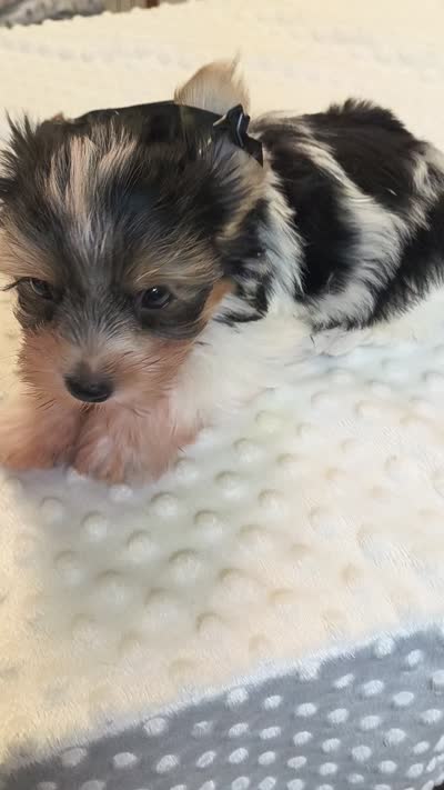 Yorkie parti, a male Yorkshire Terrier for sale in Fort Myers, FL – 2 of 2