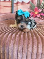 Yorkie small, a male Yorkshire Terrier for sale in Fort Myers, FL – 2 of 3