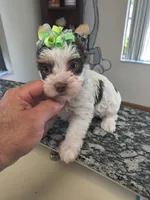 Yorkie female , a female Yorkshire Terrier for sale in Fort Myers, FL – 2 of 2