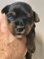 Yorkie black and tan , a male Yorkshire Terrier for sale in Fort Myers, FL – 2 of 3