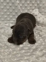 Yorkie chocolate , a male Yorkshire Terrier for sale in Fort Myers, FL – 2 of 2