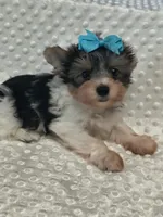 Yorkie , a male Yorkshire Terrier for sale in Fort Myers, FL – 2 of 3