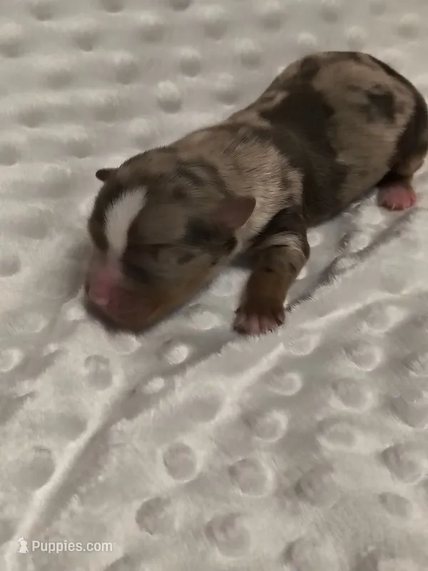 Yorkie male  – Yorkshire Terrier puppy for sale in Fort Myers, FL