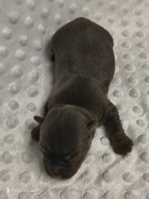 Yorkie chocolate  – Yorkshire Terrier puppy for sale in Fort Myers, FL