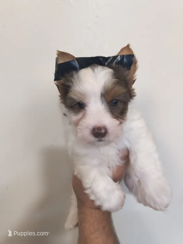 Yorkie female  – Yorkshire Terrier puppy for sale in Fort Myers, FL
