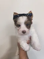 Yorkie female , a female Yorkshire Terrier for sale in Fort Myers, FL – 1 of 2