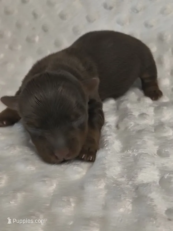 Yorkie female  – Yorkshire Terrier puppy for sale in Fort Myers, FL