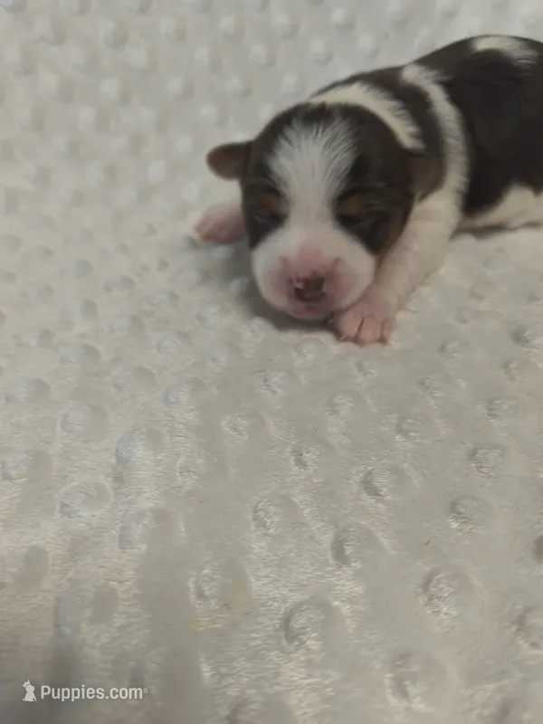 Yorkie biro – Yorkshire Terrier puppy for sale in Fort Myers, FL