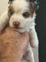 Yorkie female chocoberry , a female Yorkshire Terrier for sale in Fort Myers, FL – 4 of 4