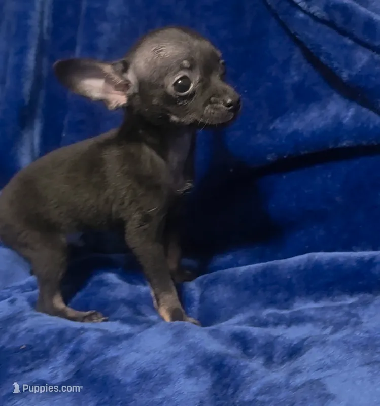Magic – Chihuahua puppy for sale in Navasota, TX