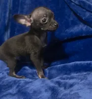 Magic, a male Chihuahua for sale in Navasota, TX – 1 of 9